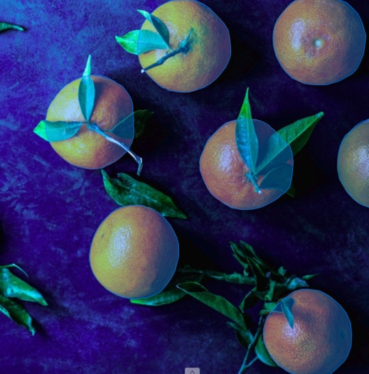 Semantic Segmentation on Oranges