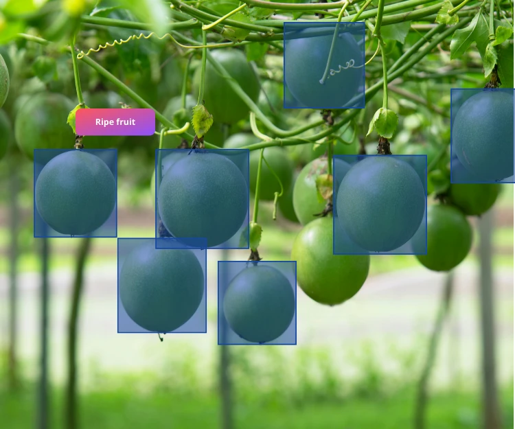 2D bounding box annotation for fruits