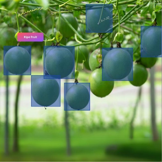 2D bounding box annotation for fruits